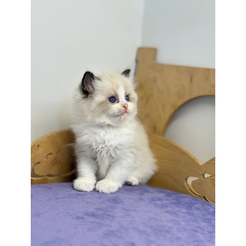 Ragdoll Ronald