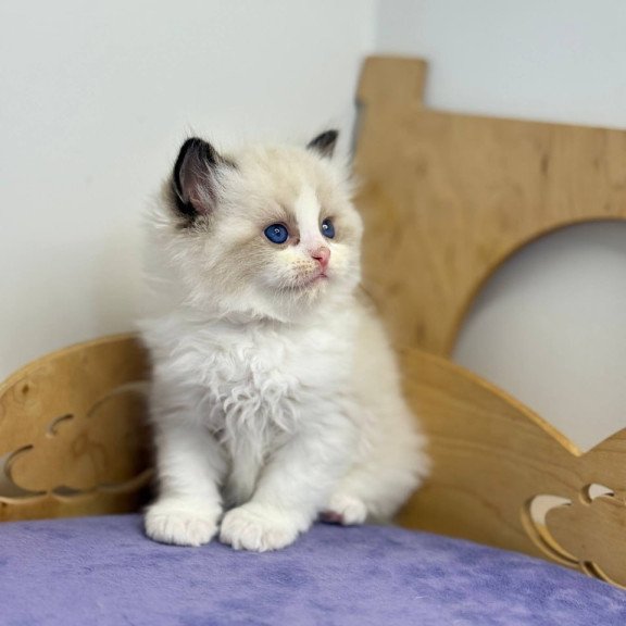 Ragdoll Ronald