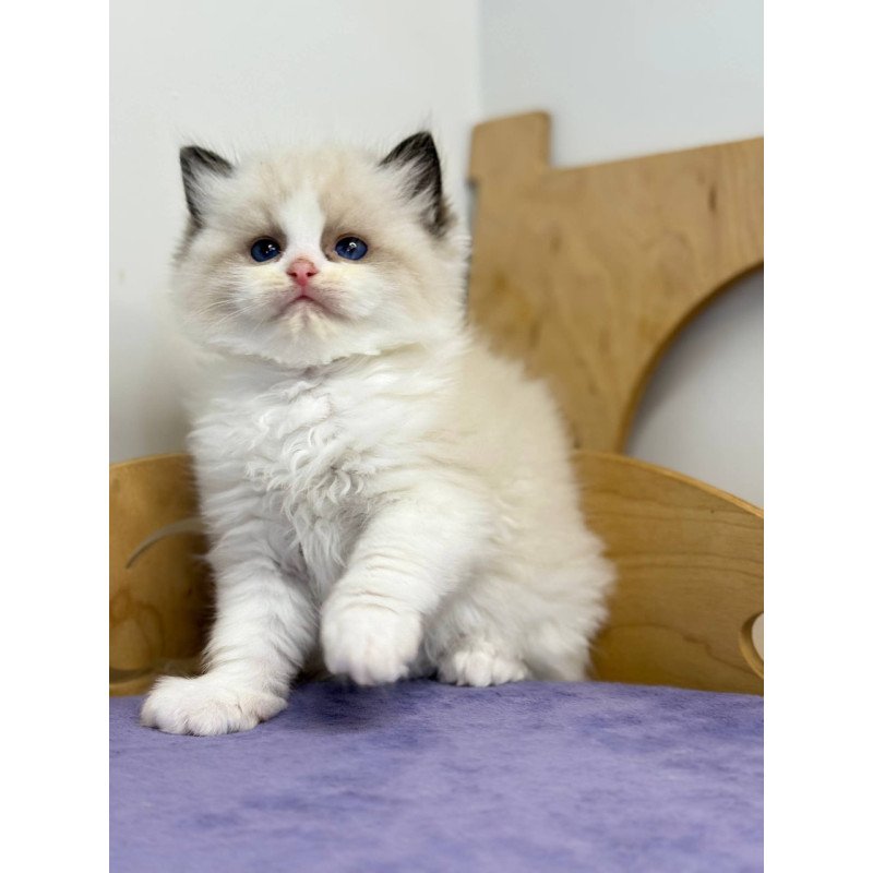 Ragdoll Ronald