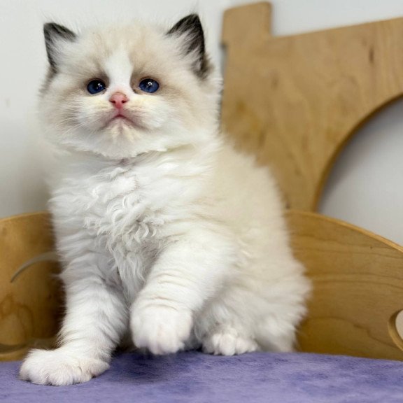 Ragdoll Ronald