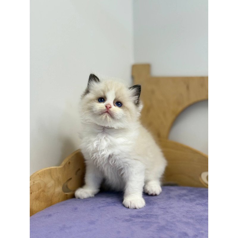 Ragdoll Ronald
