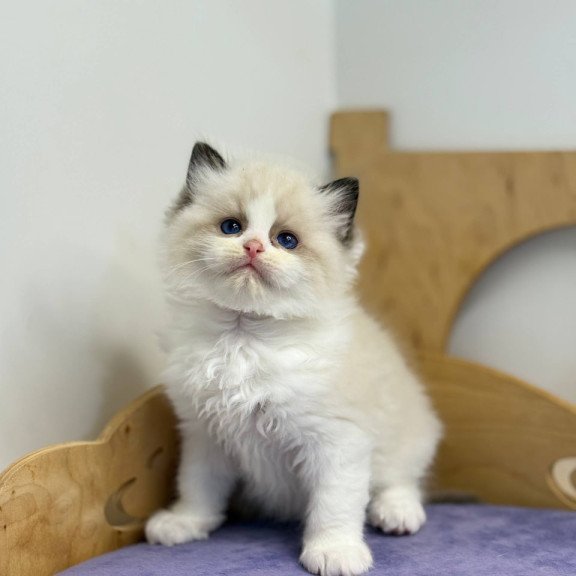 Ragdoll Ronald