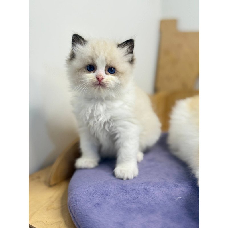 Ragdoll Ronald