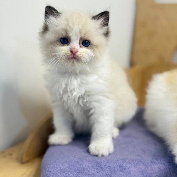 Ragdoll Ronald