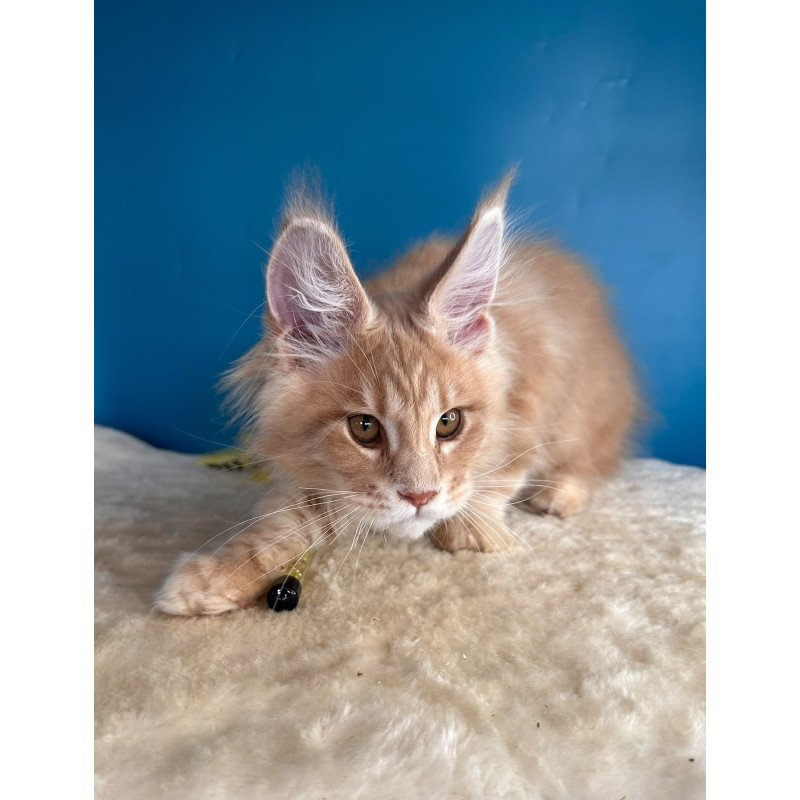 Maine Coon NOV Rafinad