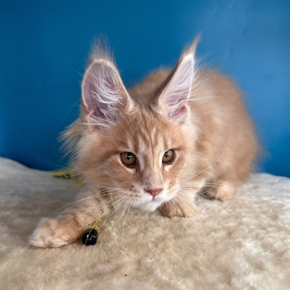 Maine Coon NOV Rafinad