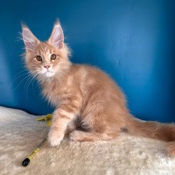 Maine Coon NOV Rafinad