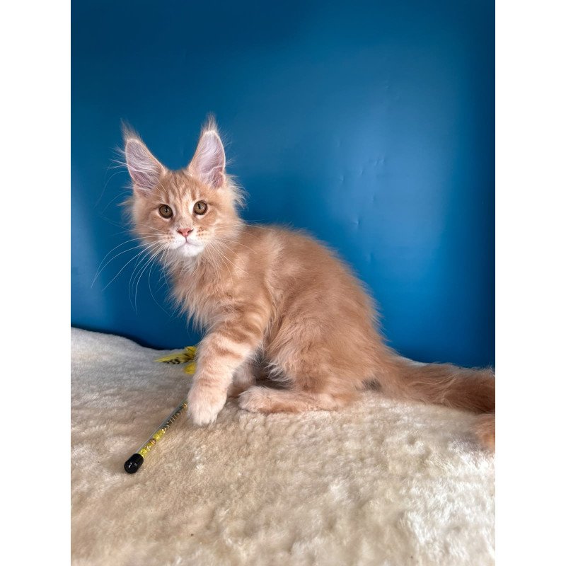 Maine Coon NOV Rafinad