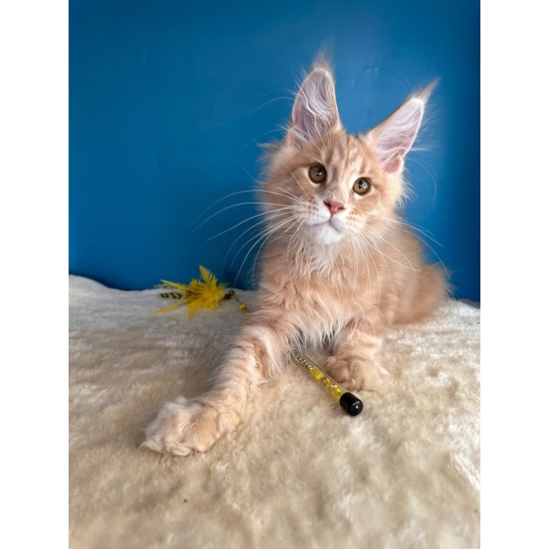 Maine Coon NOV Rafinad