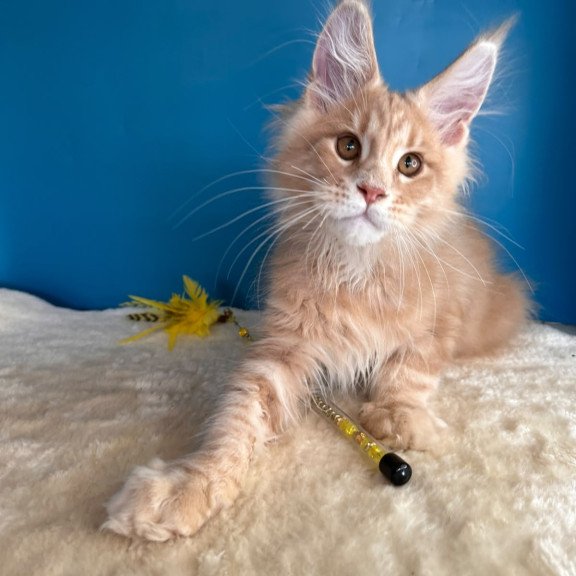 Maine Coon NOV Rafinad