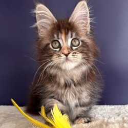 Maine Coon NOV X-Lady