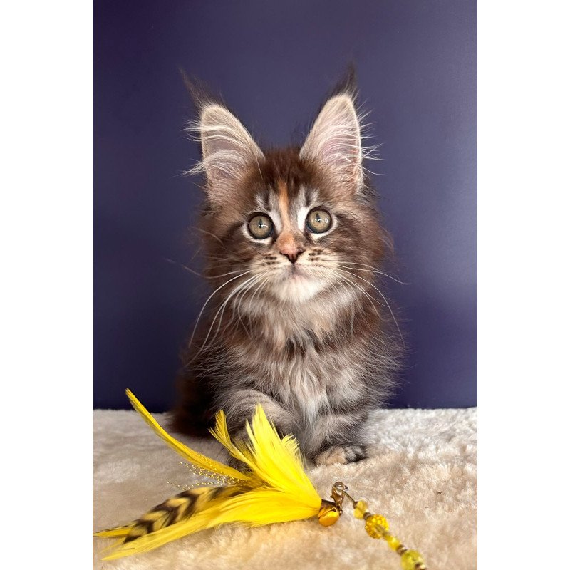 Maine Coon NOV X-Lady