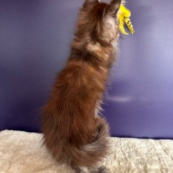 Maine Coon NOV X-Lady