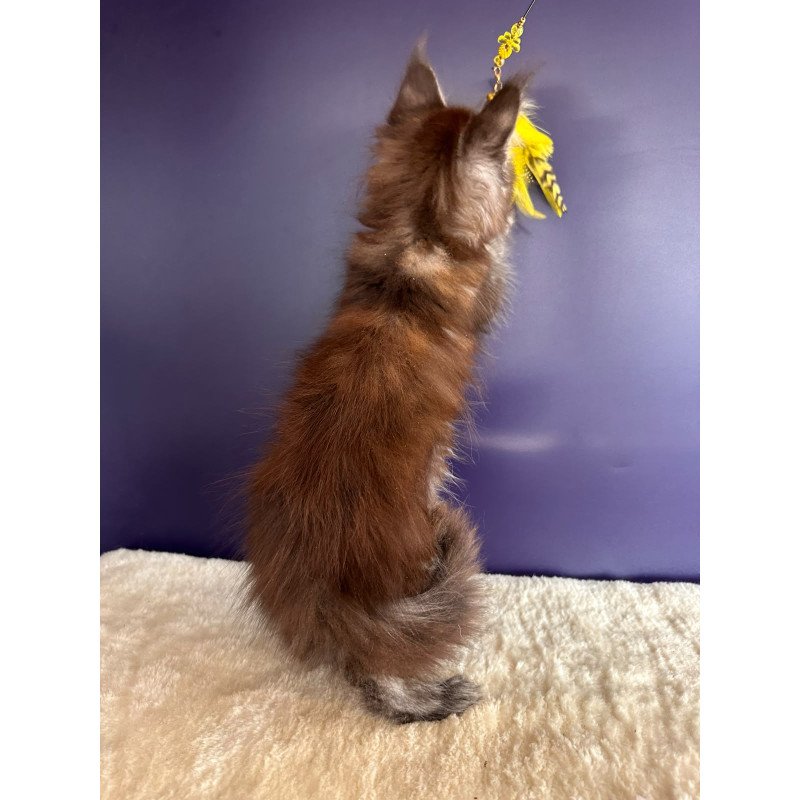 Maine Coon NOV X-Lady