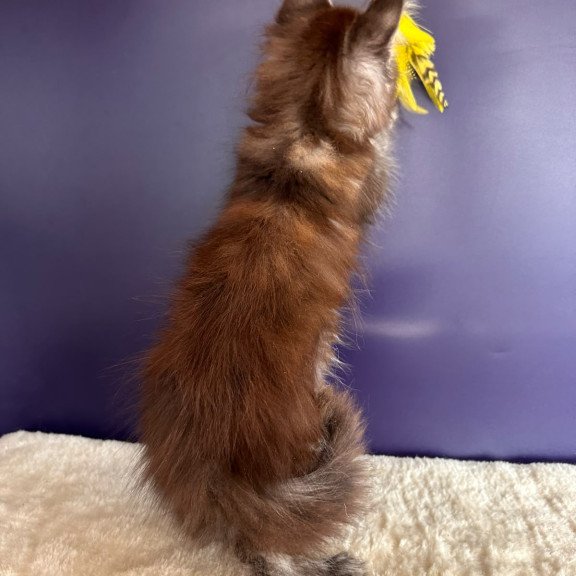 Maine Coon NOV X-Lady