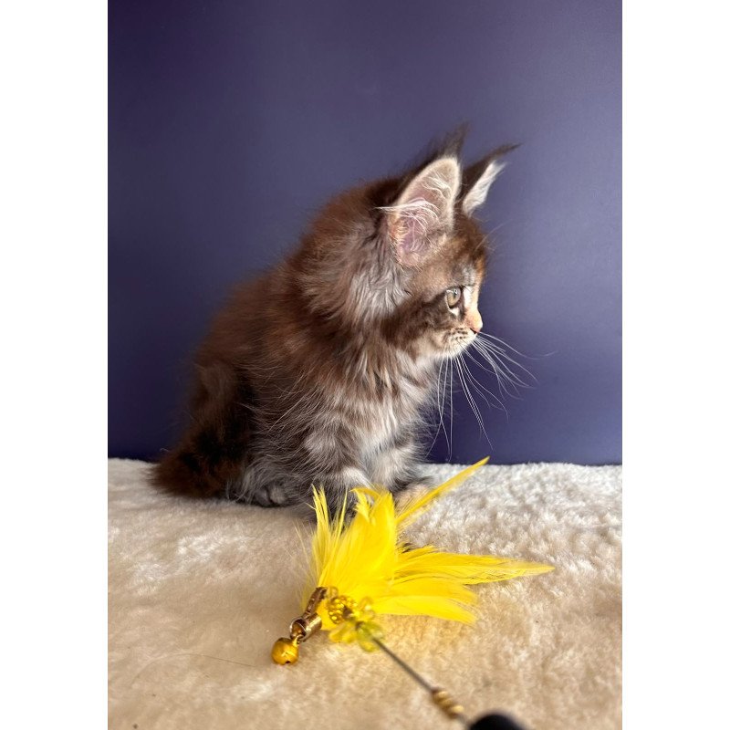 Maine Coon NOV X-Lady