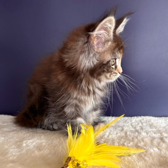 Maine Coon NOV X-Lady