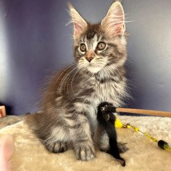Maine Coon NOV Xzena