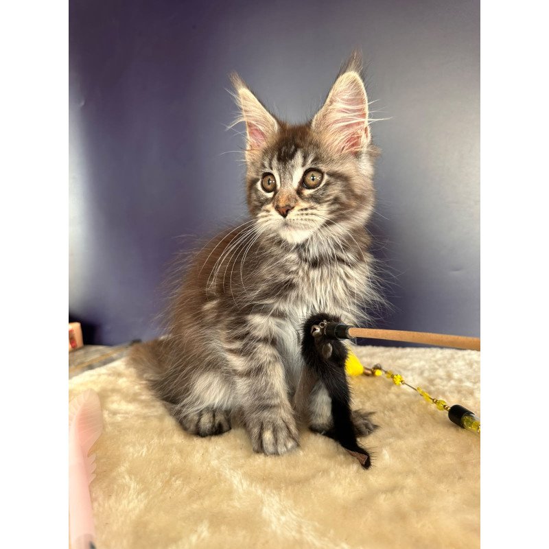 Maine Coon NOV Xzena