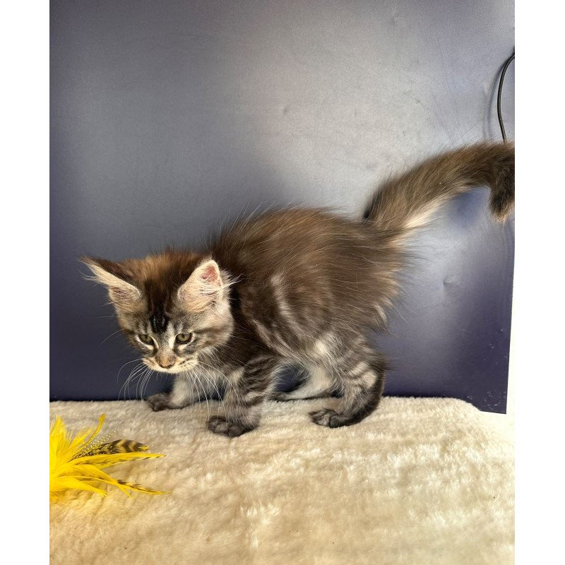 Maine Coon NOV Xzena