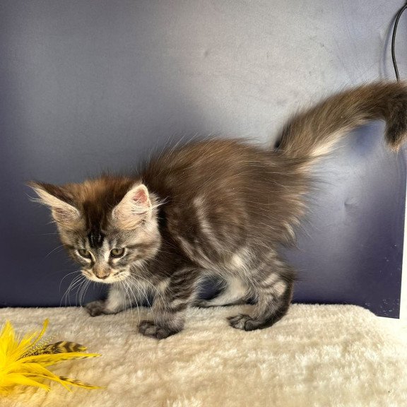 Maine Coon NOV Xzena