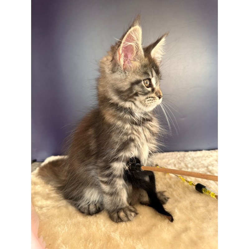 Maine Coon NOV Xzena