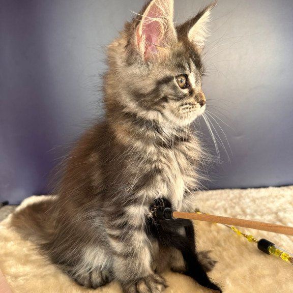 Maine Coon NOV Xzena