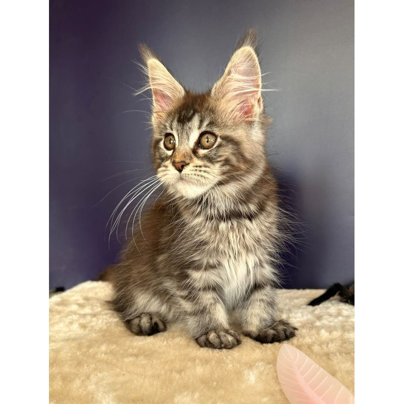 Maine Coon NOV Xzena