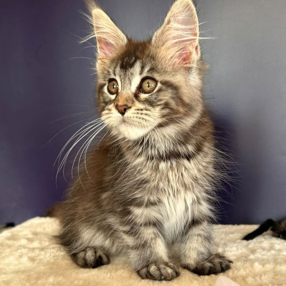 Maine Coon NOV Xzena