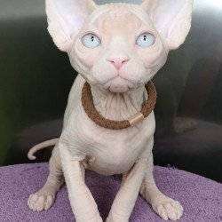 Sphynx Kody