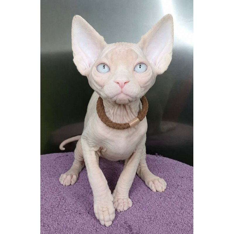 Sphynx Kody