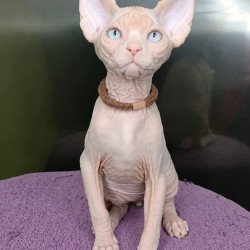 Sphynx Kody