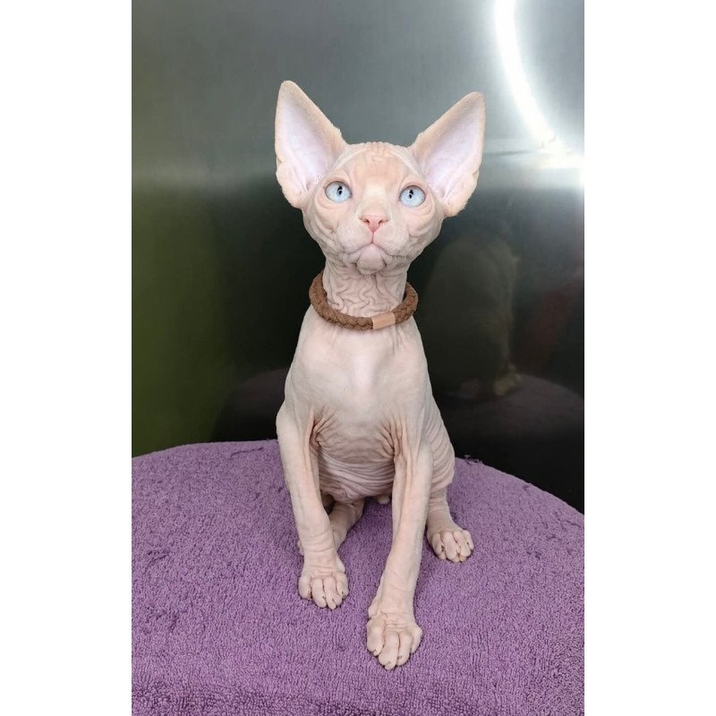 Sphynx Kody