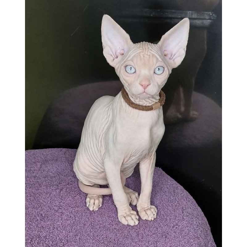 Sphynx Kody