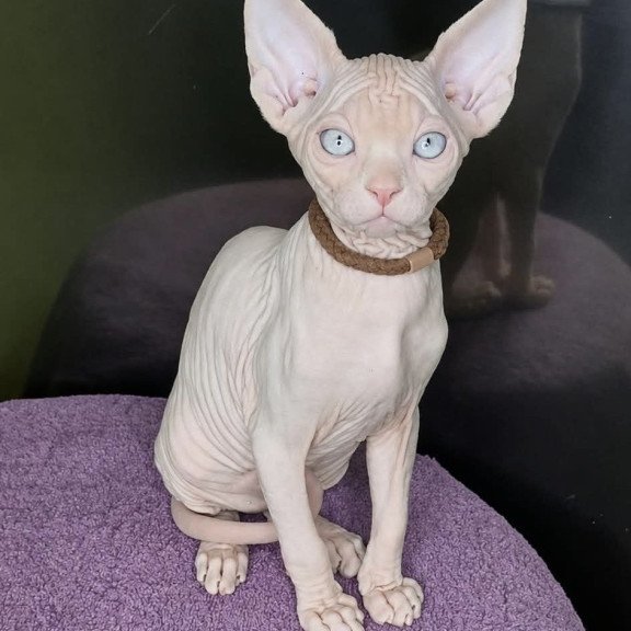 Sphynx Kody