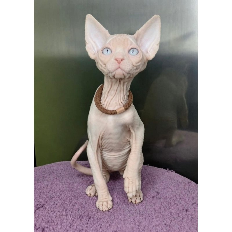 Sphynx Kody