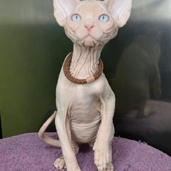 Sphynx Kody
