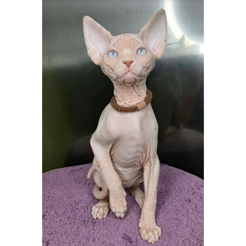 Sphynx Kody