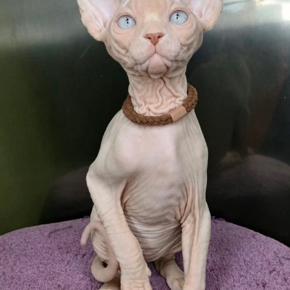 Sphynx Kody