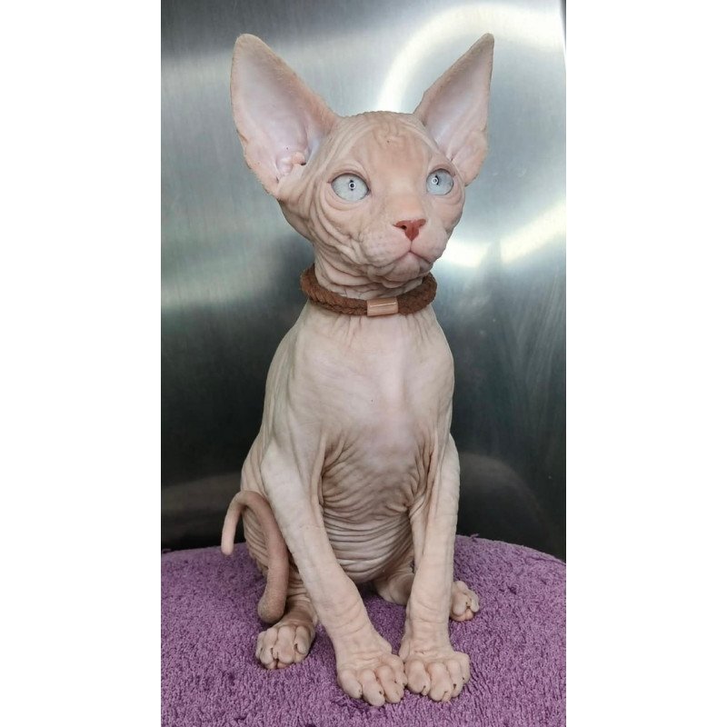 Sphynx Kody