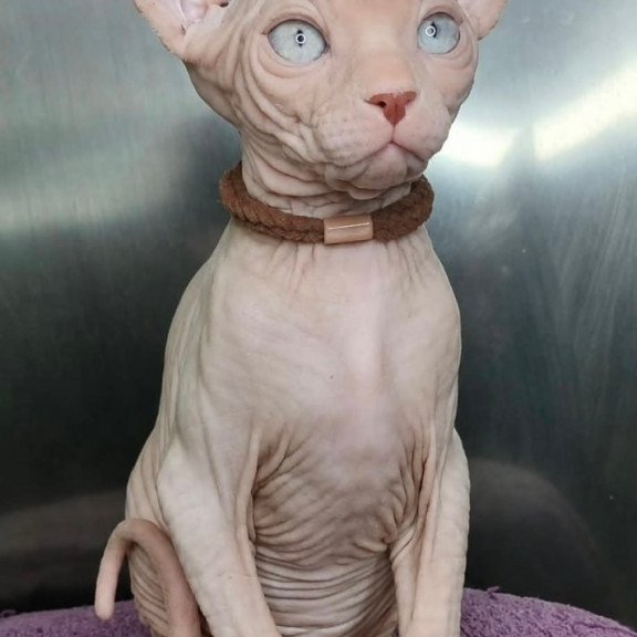 Sphynx Kody