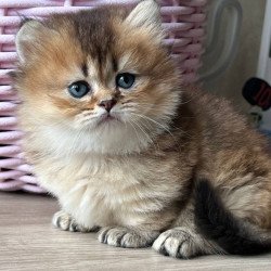 Munchkin Patrik