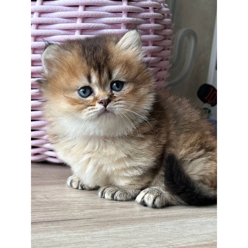 Munchkin Patrik