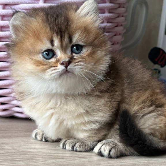 Munchkin Patrik