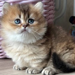 Munchkin Patrik