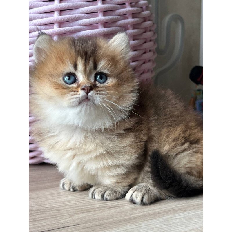 Munchkin Patrik