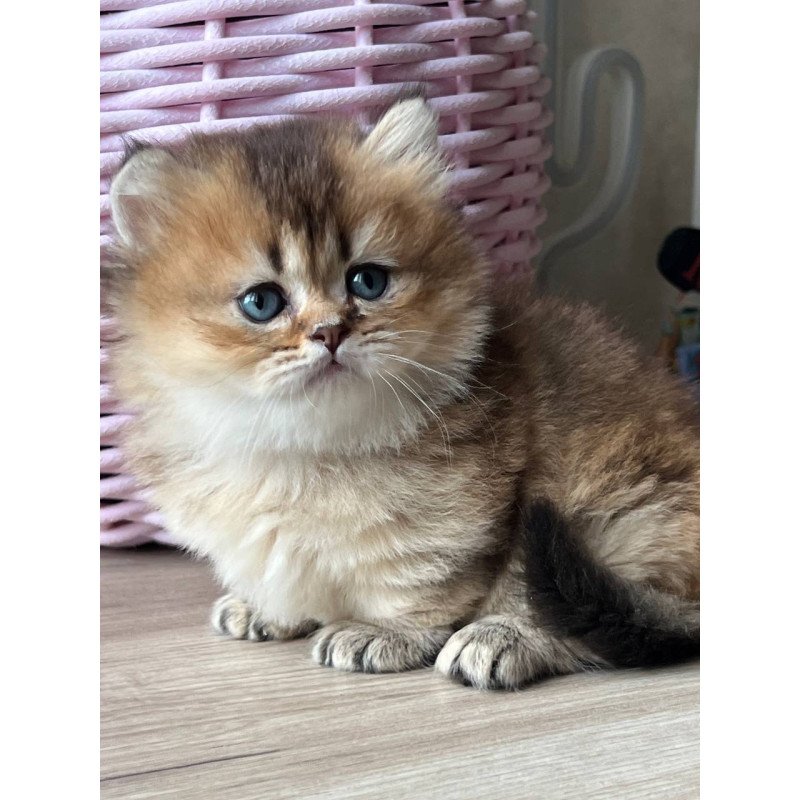 Munchkin Patrik
