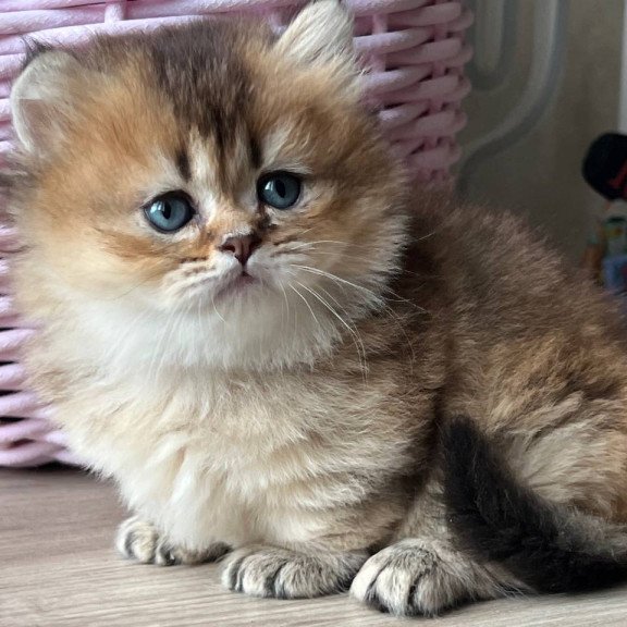 Munchkin Patrik
