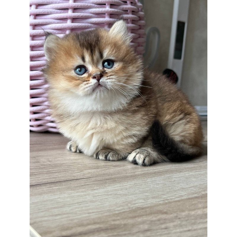 Munchkin Patrik