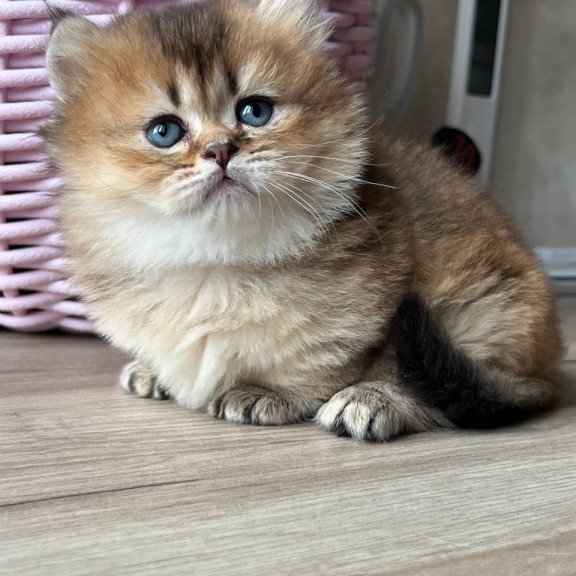 Munchkin Patrik